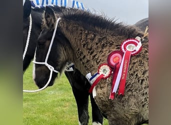 Shire Horse, Étalon, Poulain (05/2024)