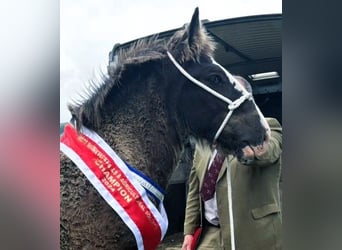 Shire Horse, Étalon, Poulain (05/2024)