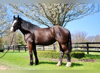 Shire Horse, Gelding, 10 years, 16,2 hh, Black