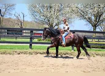 Shire Horse, Gelding, 10 years, 16,2 hh, Black