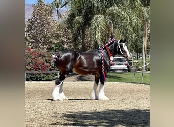 Shire Horse, Gelding, 10 years, 17 hh, Bay