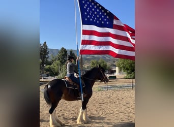 Shire Horse, Gelding, 10 years, 17 hh, Bay