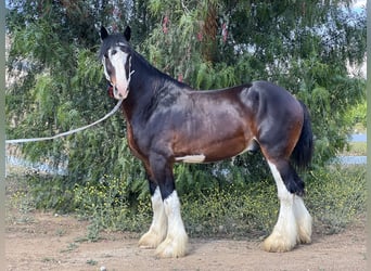 Shire Horse, Gelding, 10 years, 17 hh, Bay