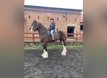 Shire Horse, Wallach, 10 Jahre, 18 hh, Rotbrauner