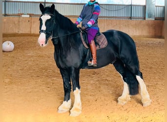 Shire Horse, Gelding, 10 years, 18 hh, Black