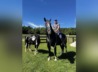 Shire Horse, Gelding, 11 years, 16.3 hh, Black