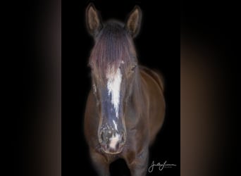 Shire Horse, Gelding, 11 years, 16.3 hh, Black