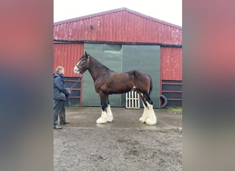 Shire Horse, Gelding, 11 years, 18 hh, Bay