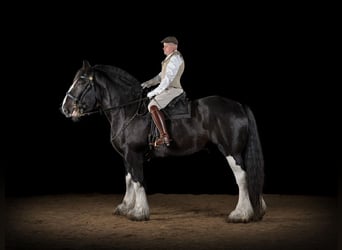 Shire Horse, Gelding, 11 years, 18 hh, Black