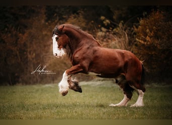 Shire Horse, Gelding, 11 years, 18,1 hh, Brown