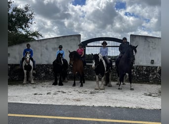 Shire Horse, Gelding, 12 years, 16,3 hh, Black