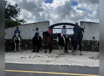 Shire Horse, Gelding, 12 years, 16.3 hh, Black
