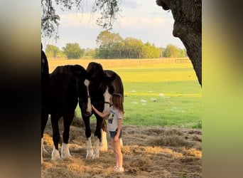 Shire Horse Mix, Gelding, 12 years, 17.3 hh, Black