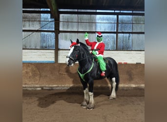 Shire Horse, Gelding, 12 years, 18 hh, Black