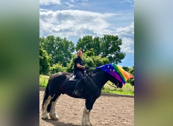 Shire Horse, Gelding, 12 years, 18 hh, Black