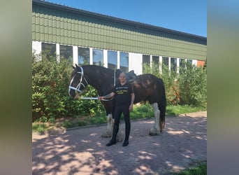 Shire Horse, Gelding, 12 years, 18 hh, Black