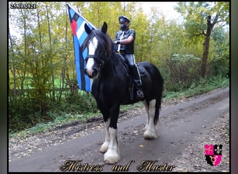 Shire Horse, Gelding, 12 years, 18 hh, Black