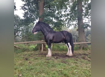 Shire Horse, Gelding, 12 years, 18 hh, Black