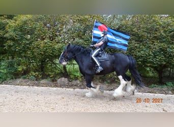 Shire Horse, Gelding, 12 years, 18 hh, Black