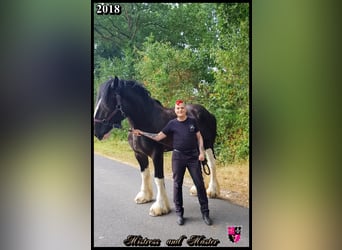 Shire Horse, Gelding, 12 years, 18 hh, Black