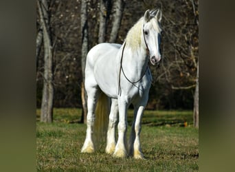 Shire Horse, Gelding, 12 years, 18 hh, White
