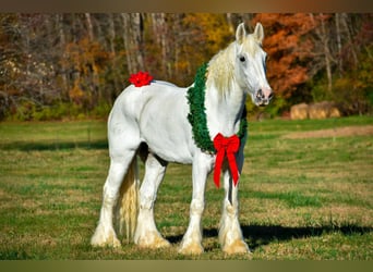 Shire Horse, Gelding, 12 years, 18 hh, White