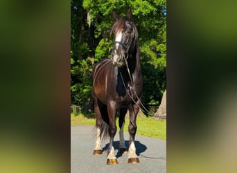 Shire Horse, Gelding, 13 years, 16.3 hh, Black