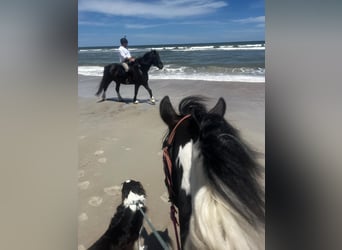 Shire Horse, Gelding, 13 years, 16,3 hh, Black