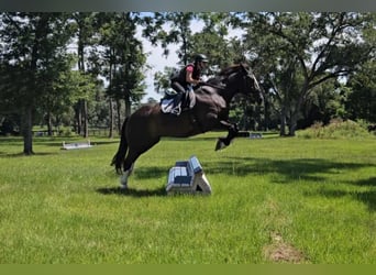 Shire Horse, Gelding, 13 years, 16,3 hh, Black