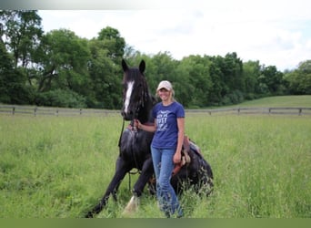 Shire Horse, Gelding, 13 years, 17 hh, Black