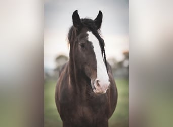 Shire Horse, Gelding, 14 years, 17.1 hh, Brown