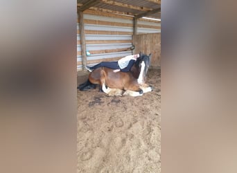 Shire Horse, Gelding, 14 years, 17.1 hh, Brown