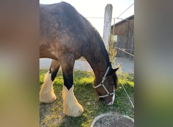 Shire Horse, Gelding, 14 years, 17.1 hh, Brown