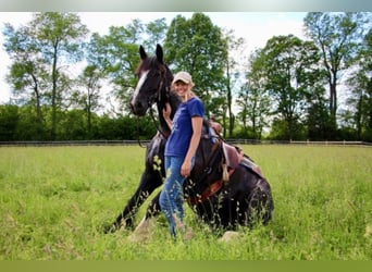 Shire Horse, Gelding, 14 years, 17 hh, Black