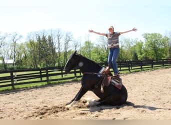 Shire Horse, Gelding, 14 years, 17 hh, Black