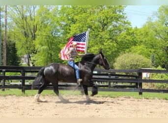 Shire Horse, Gelding, 14 years, 17 hh, Black