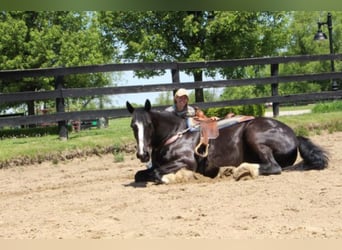 Shire Horse, Gelding, 14 years, 17 hh, Black