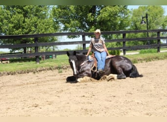 Shire Horse, Gelding, 14 years, 17 hh, Black