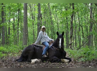 Shire Horse, Gelding, 14 years, 17 hh, Black