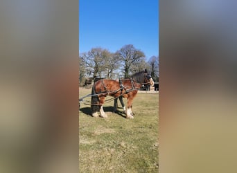 Shire Horse, Gelding, 14 years, 18,2 hh, Bay-Dark