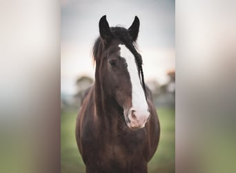 Shire Horse, Gelding, 15 years, 17,1 hh, Brown