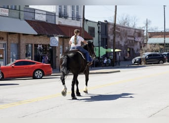 Shire Horse Mix, Gelding, 16 years, 16.2 hh, Black