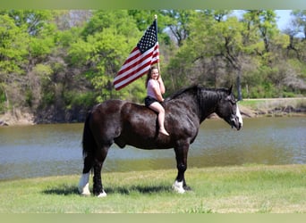 Shire Horse Mix, Gelding, 16 years, 16,2 hh, Black