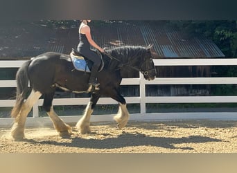 Shire Horse, Gelding, 18 years, 17.1 hh, Black