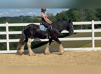 Shire Horse, Gelding, 18 years, 17.1 hh, Black