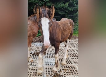 Shire Horse, Gelding, 1 year, 15.2 hh, Brown