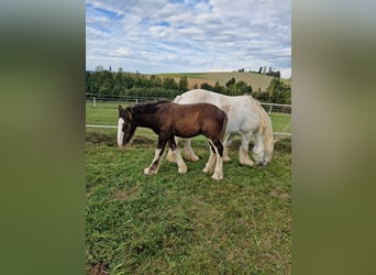 Shire Horse, Gelding, 1 year, 15.2 hh, Brown