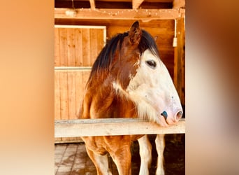 Shire Horse, Gelding, 1 year