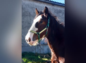 Shire Horse, Gelding, 2 years, 16.2 hh, Brown