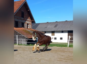 Shire Horse, Gelding, 2 years, 16.2 hh, Brown